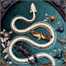 Load image into Gallery viewer, Snake Skeleton &amp; Preserved Specimens in Antique Frame
