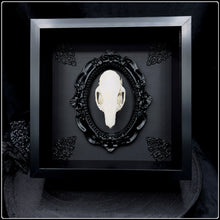 Load image into Gallery viewer, Guinea Pig Skull on Gothic Frame
