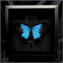 Load image into Gallery viewer, Papilio ulysses Butterfly &amp; Crescent Moon Frame
