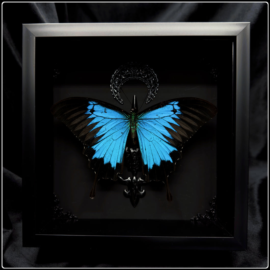 Papilio ulysses Butterfly & Crescent Moon Frame