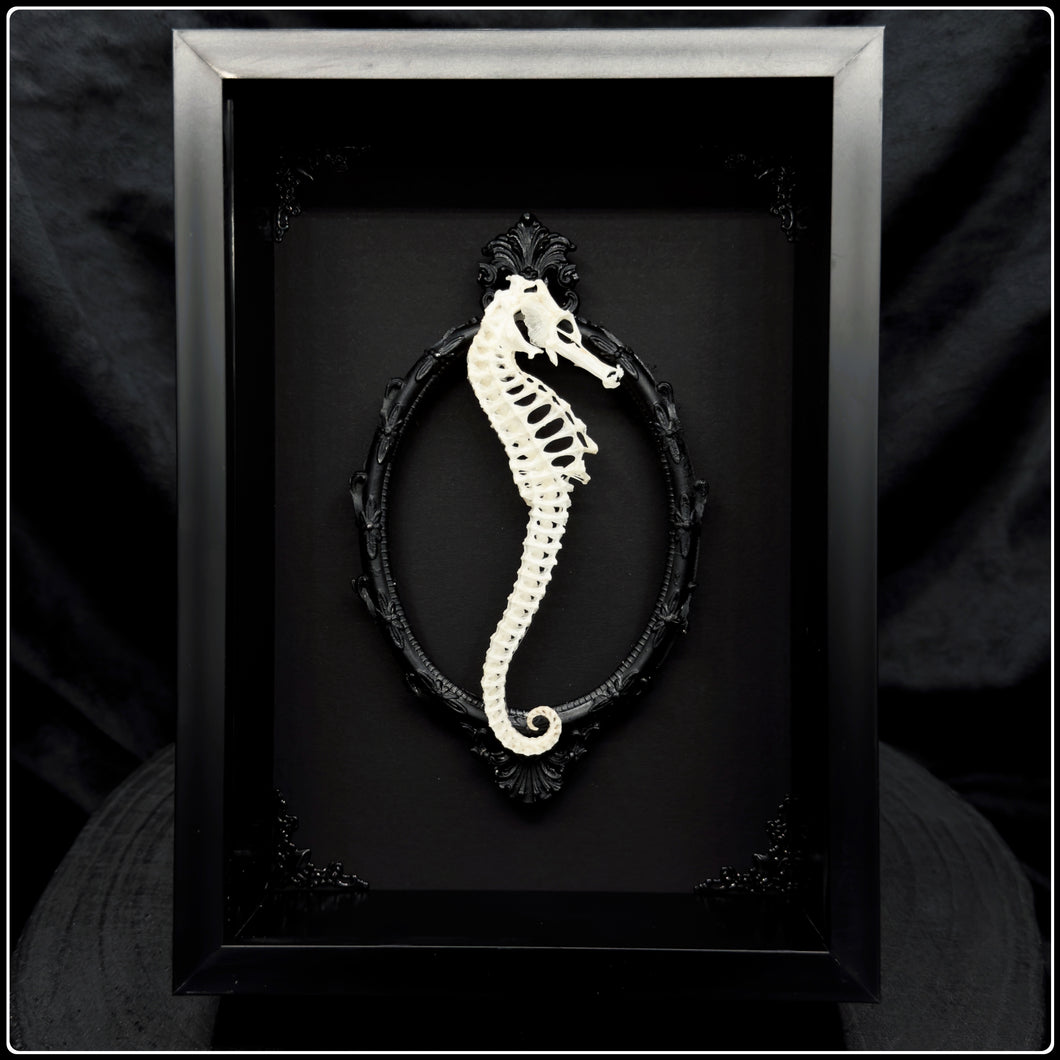 Seahorse Skeleton Shadow Box