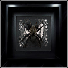 Load image into Gallery viewer, Cyriopagopus lividus Tarantula on Skull
