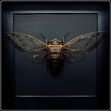 Load image into Gallery viewer, Giant 6 O’clock Cicada in Shadow Box
