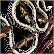 Load image into Gallery viewer, Snake Skeleton &amp; Death’s Head Moths in Antique Frame
