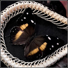 Load image into Gallery viewer, Large Snake Skeleton &amp; Rare Giant Silk Moth in Antique Bubble Glass Frame
