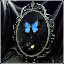 Load image into Gallery viewer, Papilio Ulysses, Blue Carpenter Bee and Bird Skull in Antique Frame
