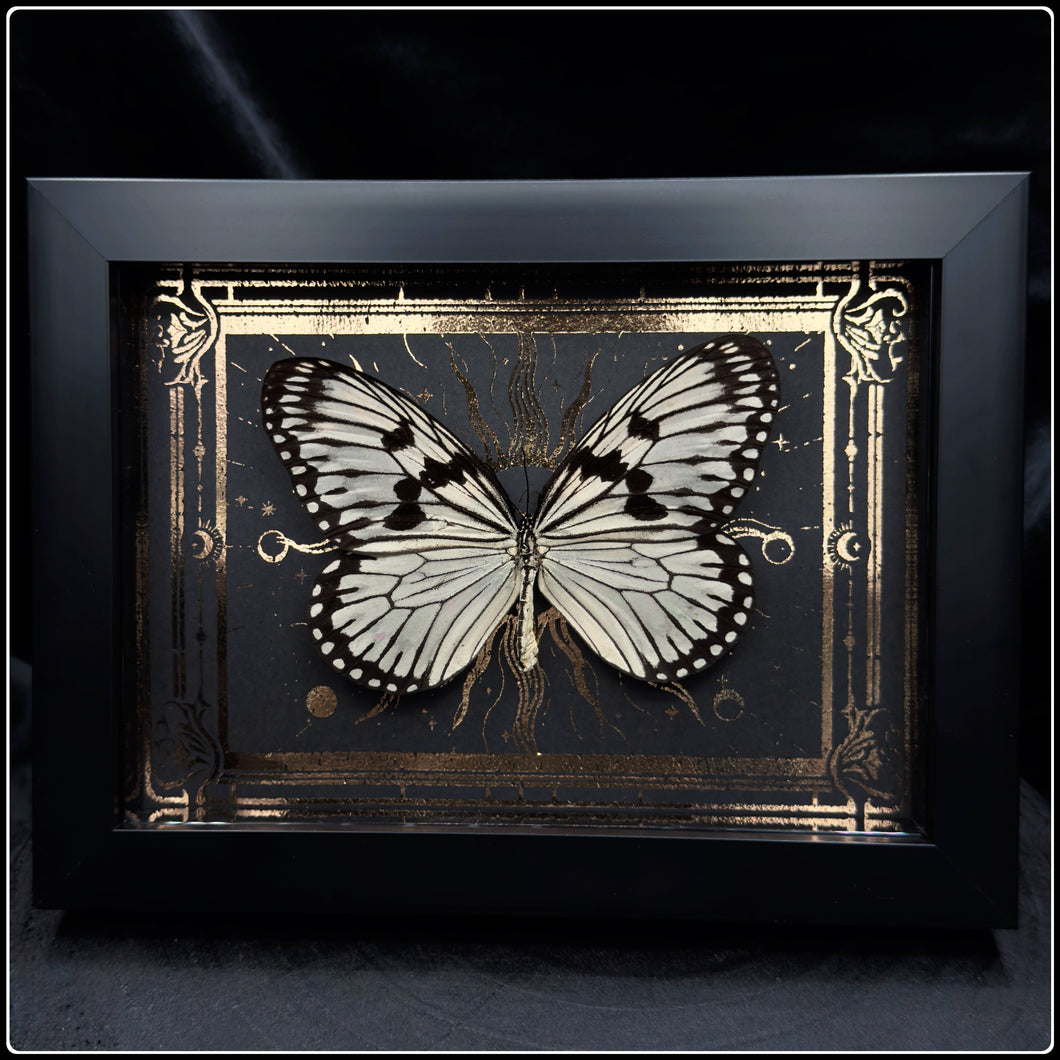 Idea idea Butterfly In Shadow Box Frame