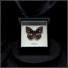 Load image into Gallery viewer, Sasakia charonda Butterfly Frame
