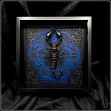 Load image into Gallery viewer, Heterometrus cyaneus Vanguard Frame - UV Reactive
