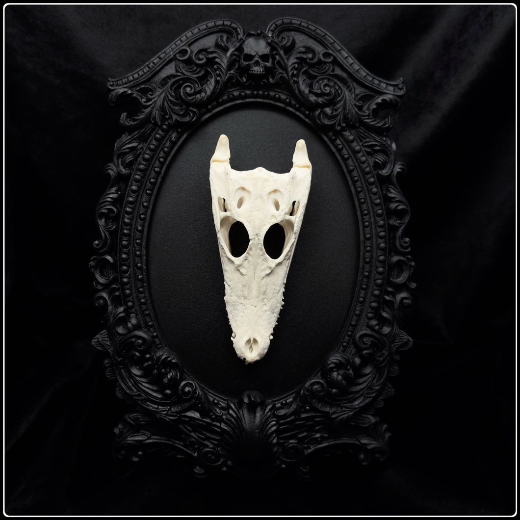 Crocodile Skull on Black Rose Frame