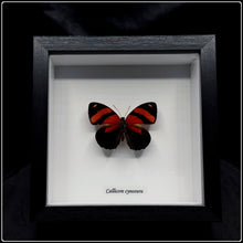 Load image into Gallery viewer, Callicore cynosura Butterfly Frame
