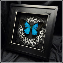 Load image into Gallery viewer, Papilio ulysses Sanctum Frame
