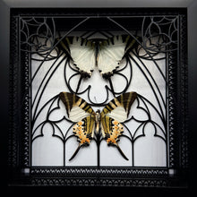 Load image into Gallery viewer, Graphium antiphates Pair In Shadow Box Frame
