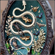 Load image into Gallery viewer, Snake Skeleton &amp; Preserved Specimens in Antique Frame
