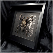Load image into Gallery viewer, Cyriopagopus lividus Tarantula on Skull
