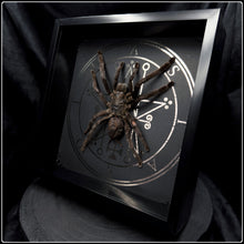 Load image into Gallery viewer, Tarantula and Sigil of Astaroth
