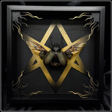 Load image into Gallery viewer, Chalcosoma atlas Unicursal Hexagram Frame
