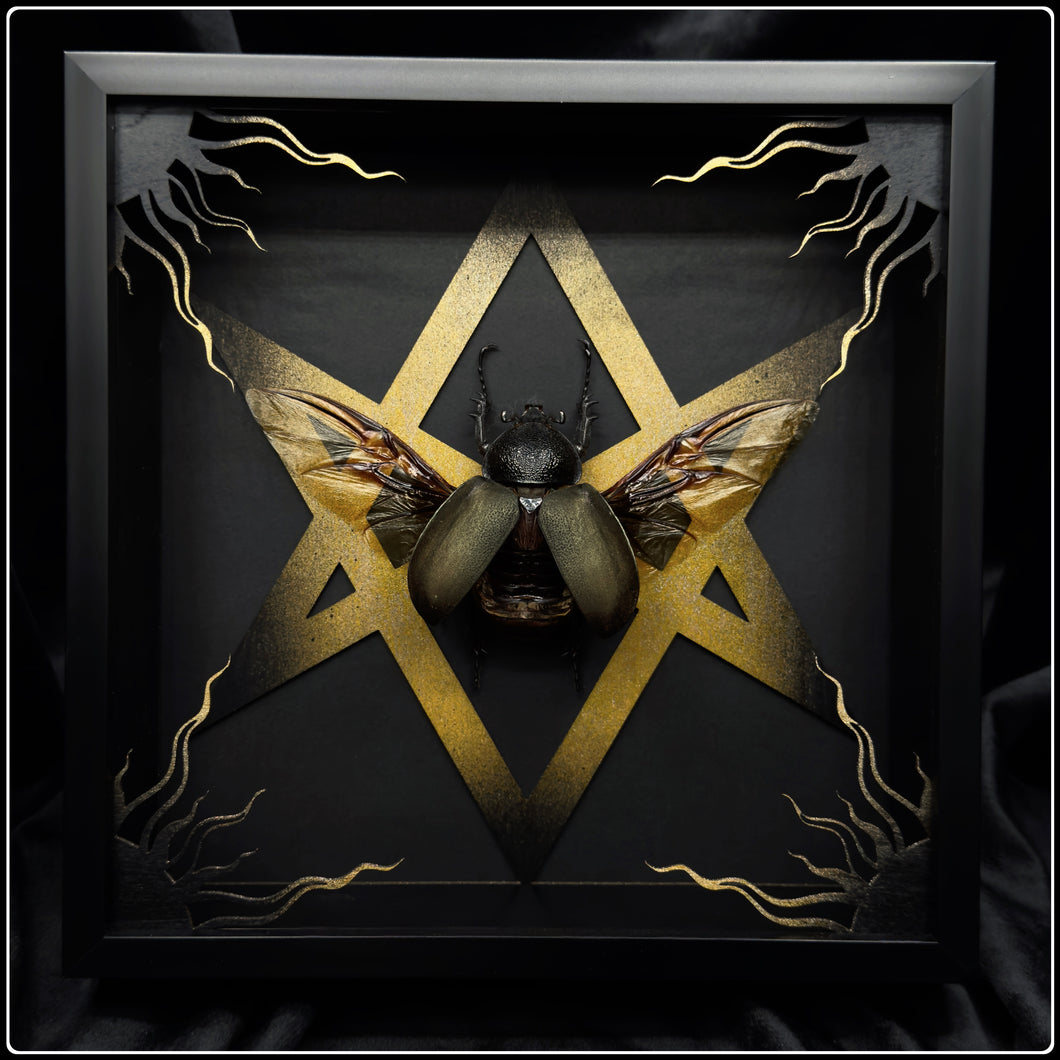 Chalcosoma atlas Unicursal Hexagram Frame