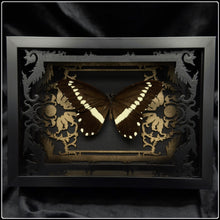 Load image into Gallery viewer, Papilio Iiomedon Gold/Black Antiquity Frame
