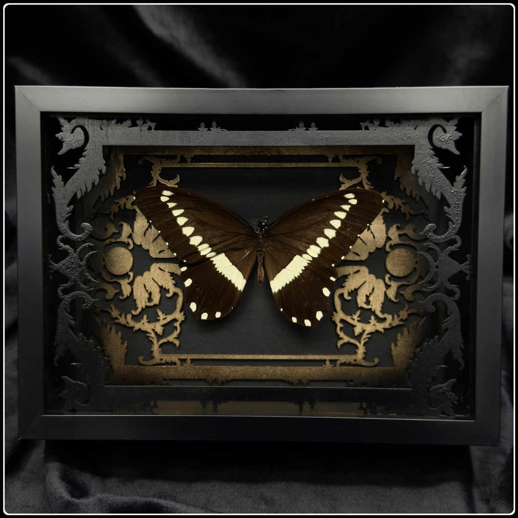 Papilio Iiomedon Gold/Black Antiquity Frame