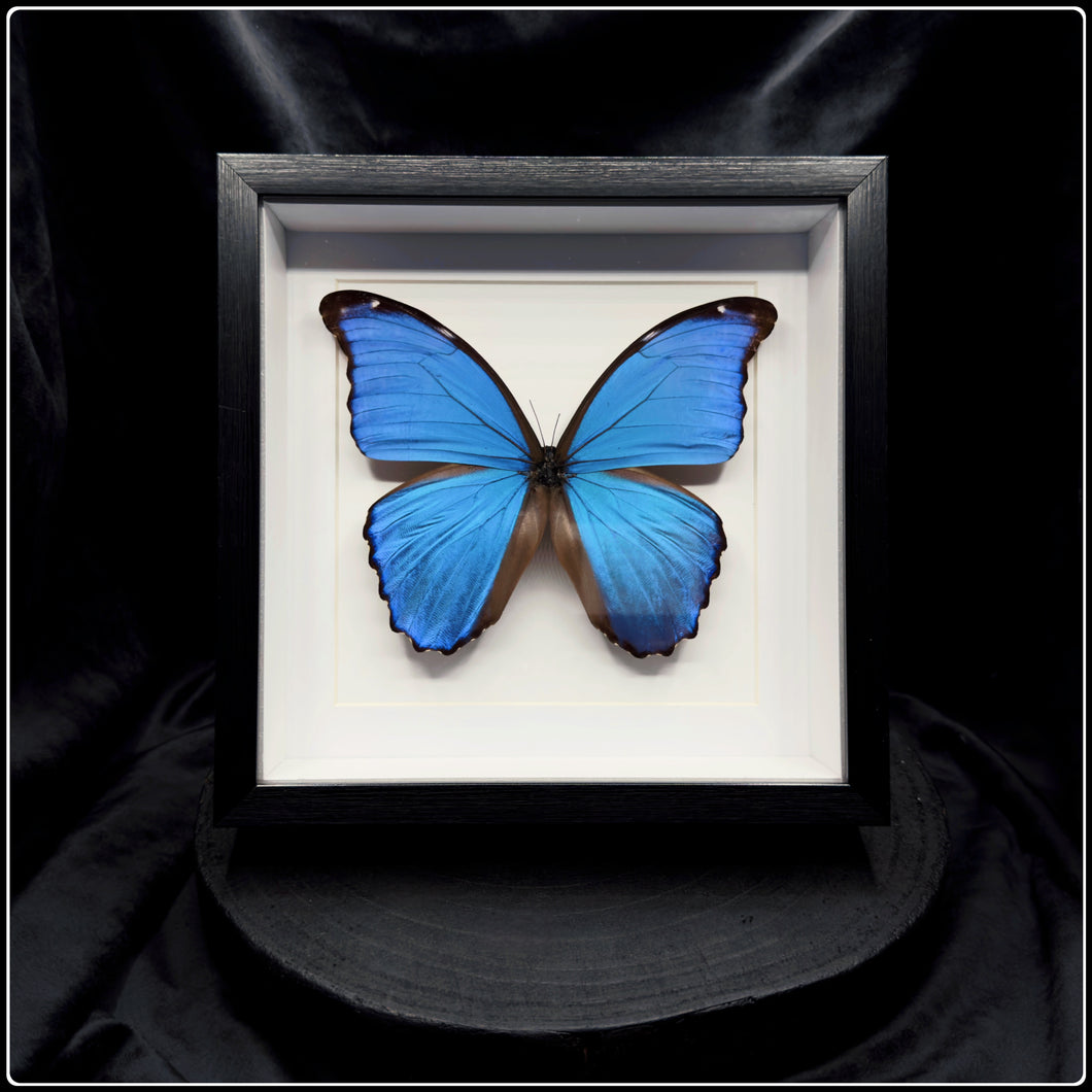 Morpho amathonte Butterfly Frame