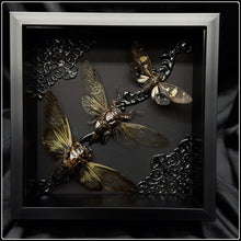 Load image into Gallery viewer, Cicada Trio Frame
