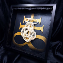 Load image into Gallery viewer, Knotted Viper Skeleton Shadow Box Frame
