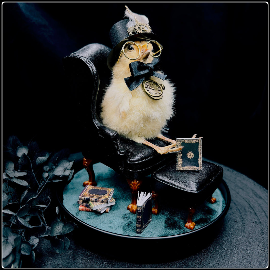 Victorian Steampunk Chick- “The Bookworm”
