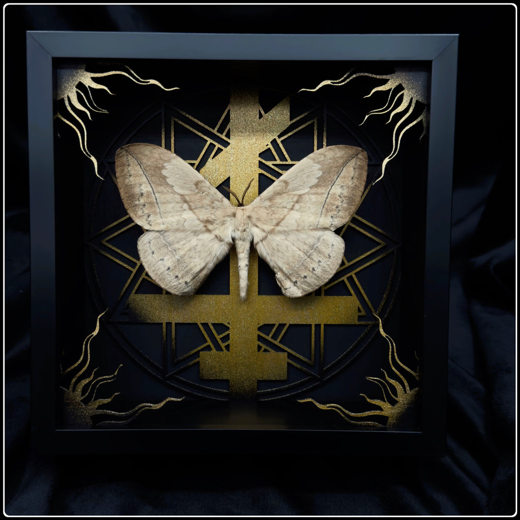 Eupterote asclepiades Exaltus Frame