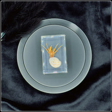 Load image into Gallery viewer, Hermit Crab with Spotted Shell in Resin
