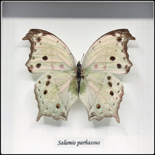 Load image into Gallery viewer, Salamis parhassus Butterfly Frame
