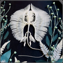 Load image into Gallery viewer, Stingray Skeleton in Antique Convex Glass Frame
