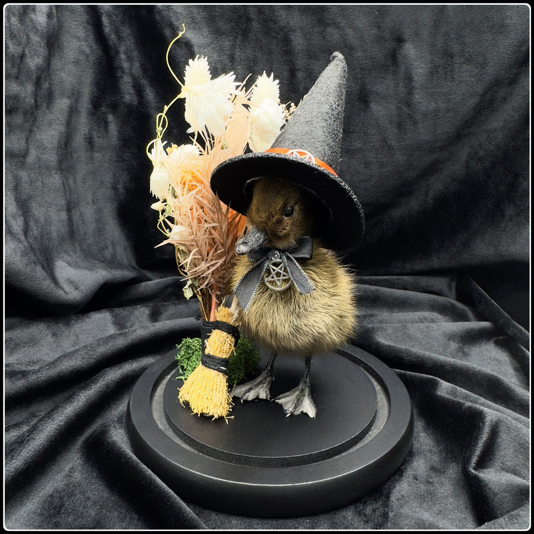 Witch Duckling ‘Elin’