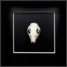 Load image into Gallery viewer, Hedgehog Skull Frame
