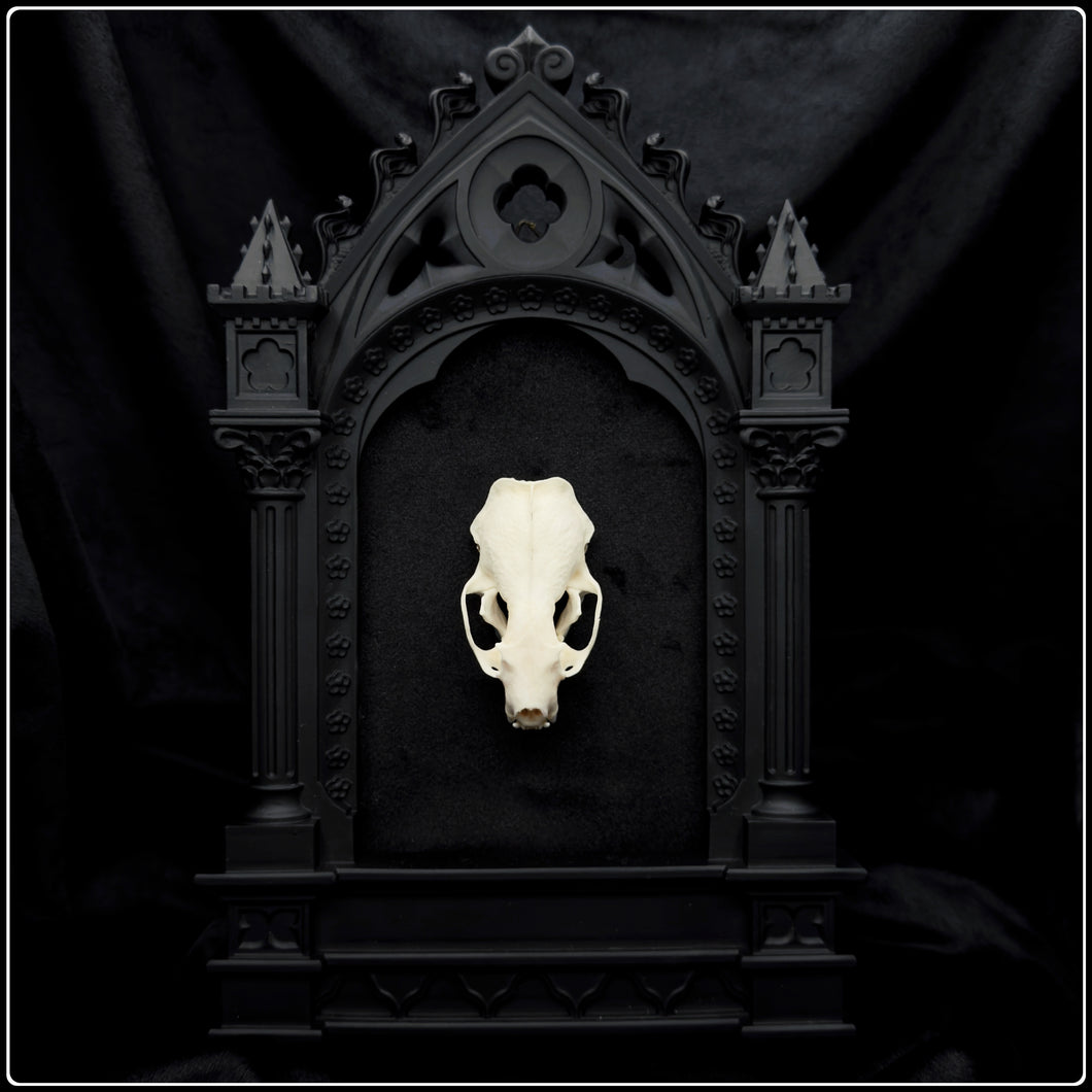 European Mink Skull on Cathedral Frame