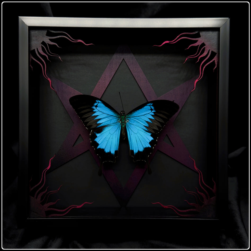 Papilio ulysses Unicursal Hexagram Frame