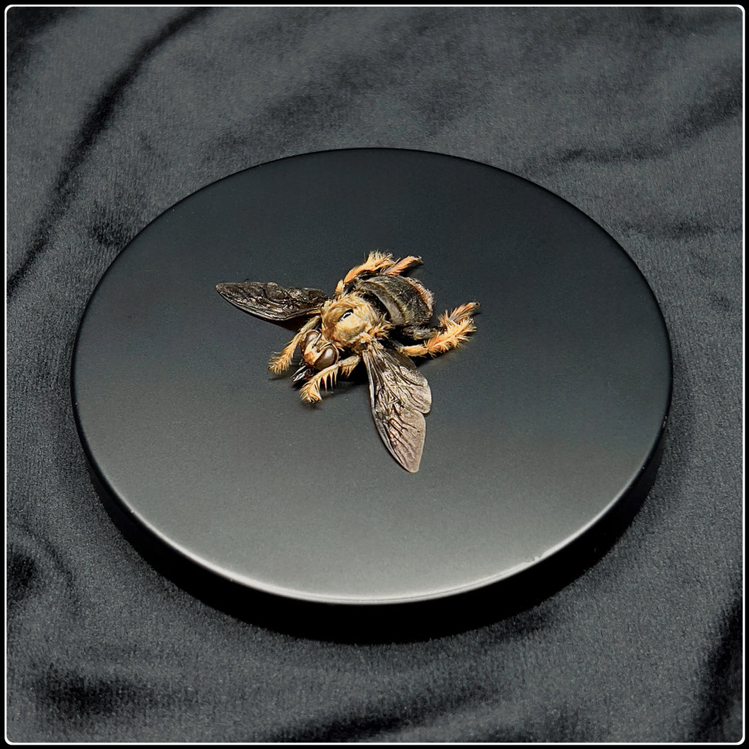 Preserved Hairy Footed Flower Bee Specimen