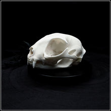 Load image into Gallery viewer, Felis Catus Skull
