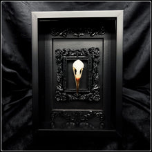 Load image into Gallery viewer, White Breasted Water Hen Skull in Gothic Frame
