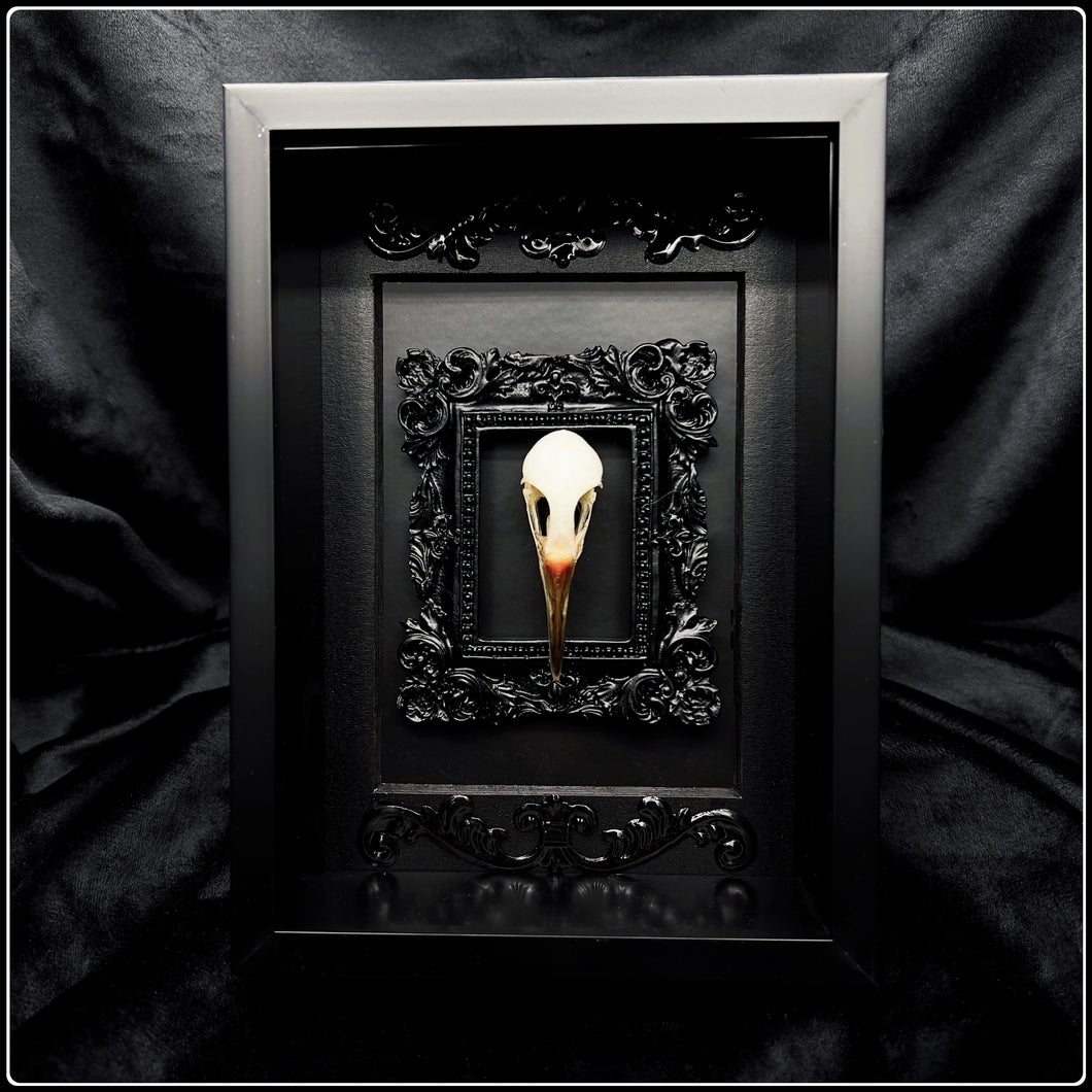 White Breasted Water Hen Skull in Gothic Frame