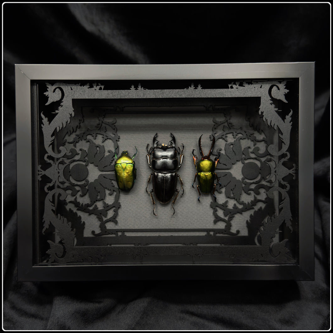 Beetle Trio Antiquity Frame