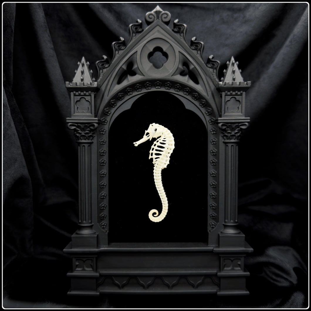 Seahorse Skeleton on Cathedral Frame