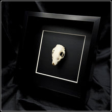 Load image into Gallery viewer, Hedgehog Skull Frame
