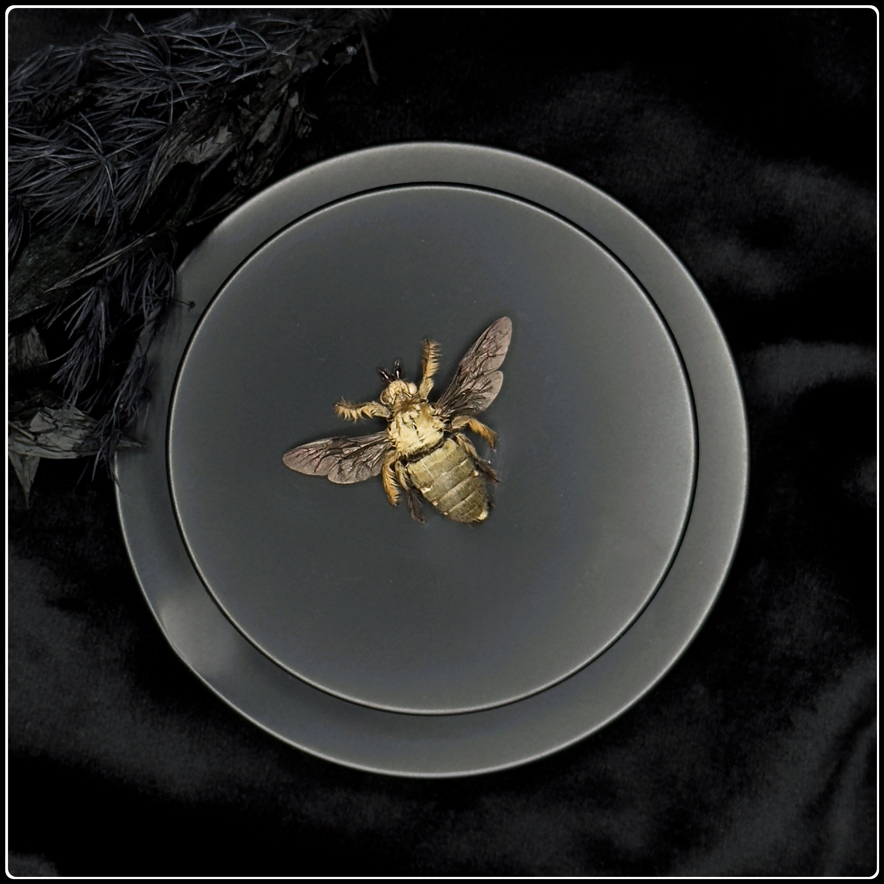 Preserved Great Carpenter Bee Specimen - Male – Into The Black