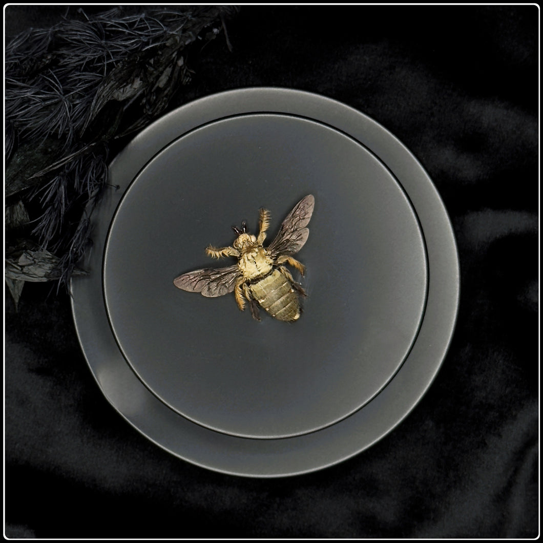 Preserved Great Carpenter Bee Specimen - Male