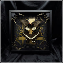 Load image into Gallery viewer, Papilio Butterfly Pair Exaltus Frame
