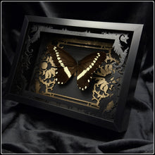 Load image into Gallery viewer, Papilio Iiomedon Gold/Black Antiquity Frame
