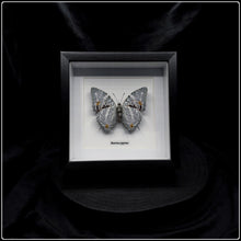 Load image into Gallery viewer, Baeotus japetus Butterfly Frame - Verso
