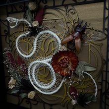 Load image into Gallery viewer, Rolling White Lipped Viper Skeleton Shadow Box
