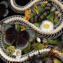 Load image into Gallery viewer, Pytas korros Skeleton in Antique Convex Glass Frame
